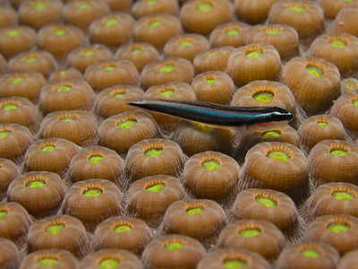Lyre Goby