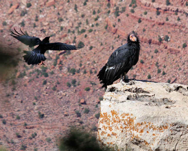 north american condor
