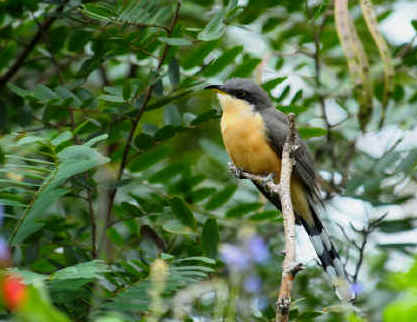 Black and White Birds of the West Indies A Guide to the species of birds that inhabit the Greater Antilles Lesser Antilles and Bahama Islands