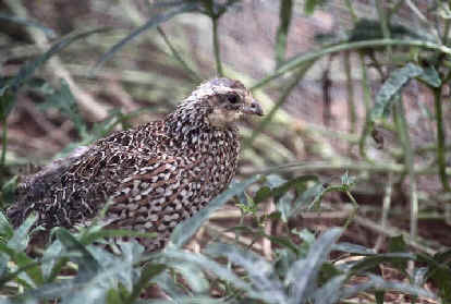 a study on the masked bobwhite quail a rare subspecies of northern bobwhite A fourth, the california quail, receives little hunting pressure and is found along the little colorado river drainage near springerville the masked bobwhite, a fifth species, is federally listed as an endangered species. a study on the masked bobwhite quail a rare subspecies of northern bobwhite A fourth, the california quail, receives little hunting pressure and is found along the little colorado river drainage near springerville the masked bobwhite, a fifth species, is federally listed as an endangered species.