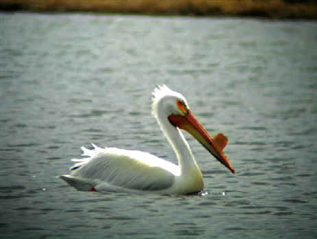 Wyoming Bird