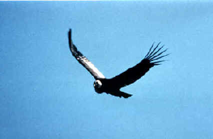 Chile Bird