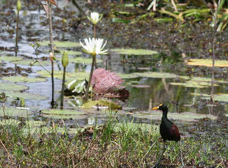 jacana.de