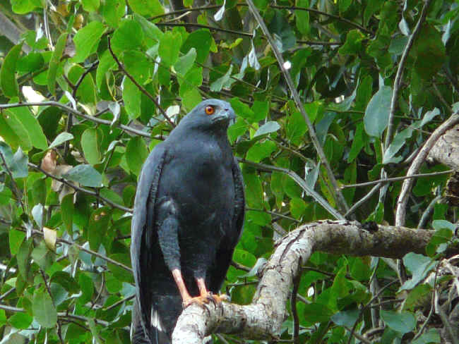 a crane hawk photographed in