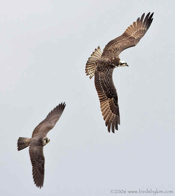 peregrine falcon in flight. In flight, a Peregrine Falcon