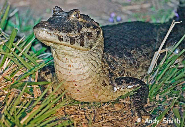 caiman. Caiman crocodilus yacare