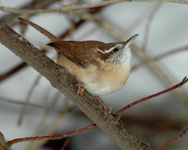 north carolina birds identification north carolina birds identification