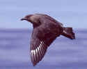 ChileanSkua.jpg (73460 bytes)