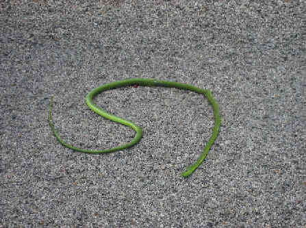 green vine snake photo by sally brady bird eating snake