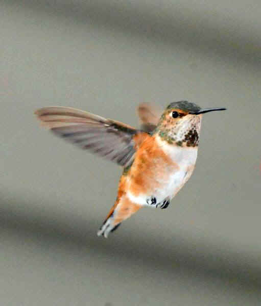 E-Allen'sHummingbird.jpg