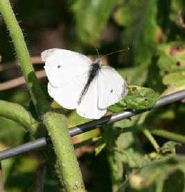 List of European Butterflies and Moths