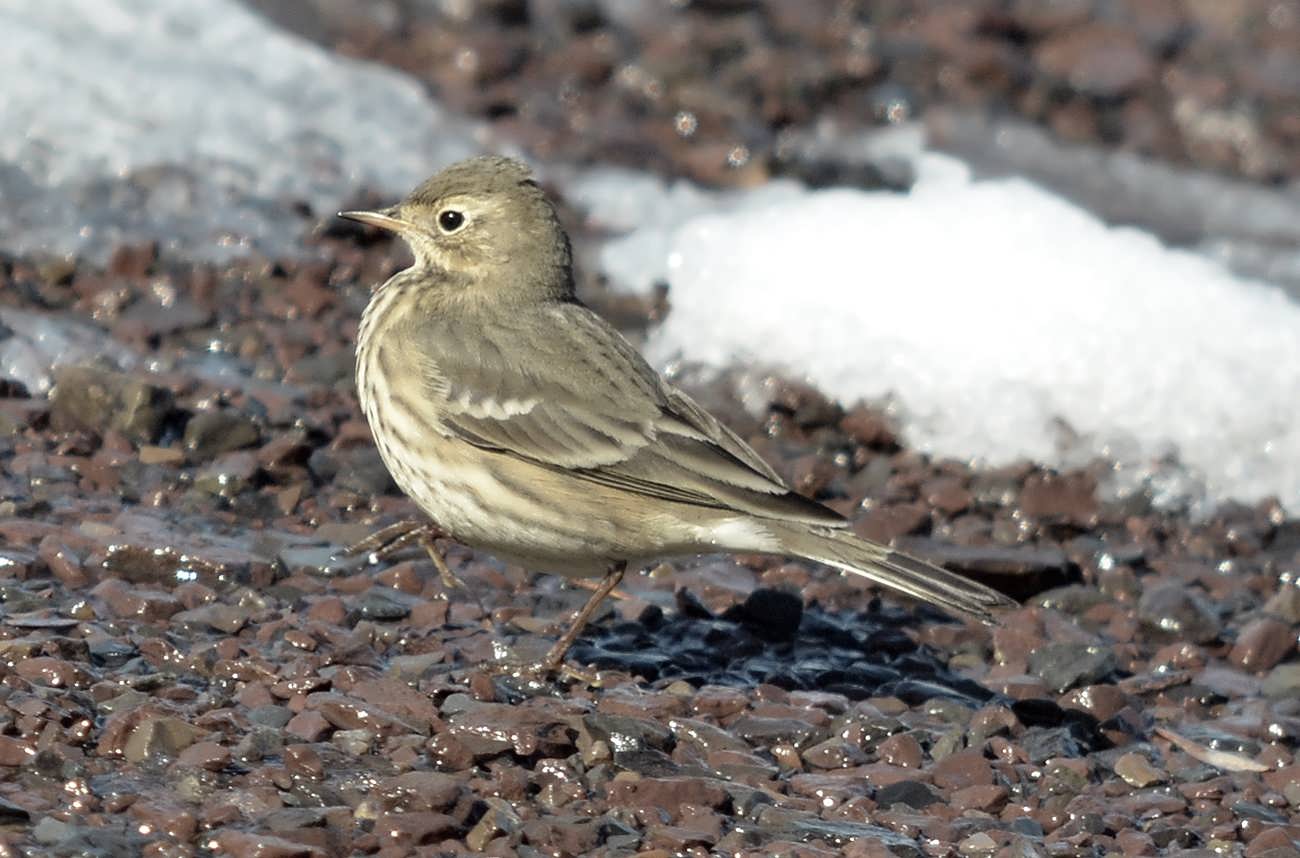 F-AmericanPipit24.jpg