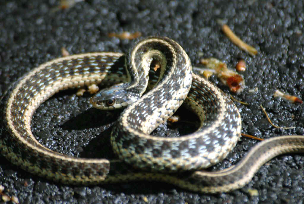 Amphibians and Reptiles of North Carolina during Focus On Nature Tours