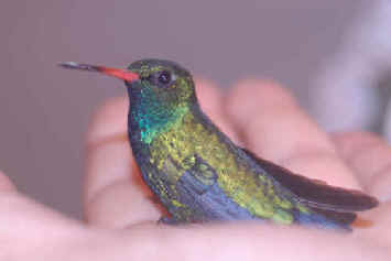 Chlorostilbon aureoventris Chlorostilbon aureoventris