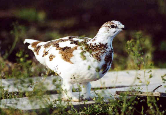 A Rock Ptarmigan photographed during a FONT tour in Iceland