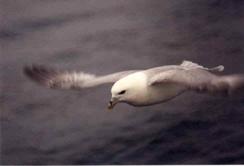 A List of Birds in Iceland Noting those found during Focus On Nature Tours
