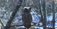 wpe16.gif (78520 bytes)