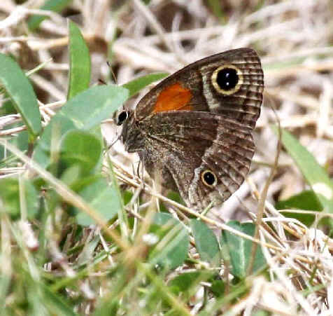 Dominican Butterfly