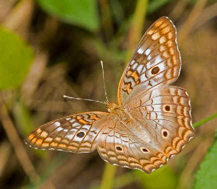 Butterflies during FONT Tours in Yucatan Mexico