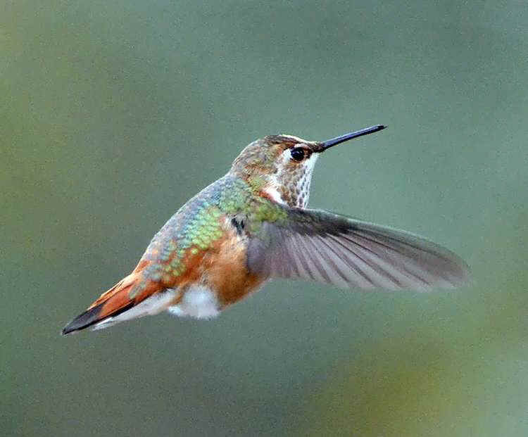 photos of hummingbirds in the fall of 2012 photos of hummingbirds in the fall of 2012