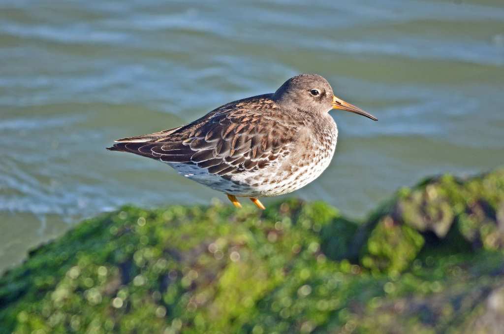 PurpleSandpiper7.jpg