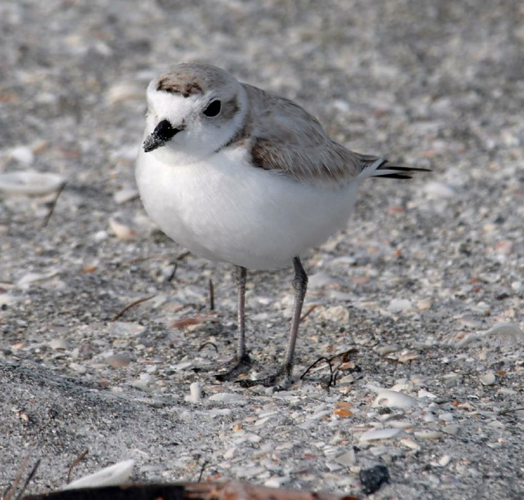 SnowyPlover2.jpg