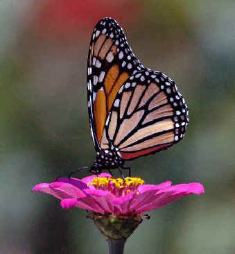 Pictures Of Butterflies In Flight. the utterflies passing in