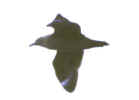 wpeA.jpg (4395 bytes)