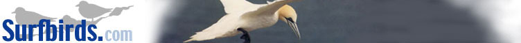 Surfbirds.com