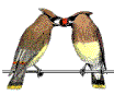 BirdSource...Birding with a Purpose