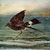 Engjoy pelagic birding and seabirds like Wilson's Storm-petrel on Stellwagen Bank.