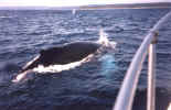 whale05.jpg (80472 bytes)